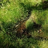 Plants: image 31 Of 102 Thumb
